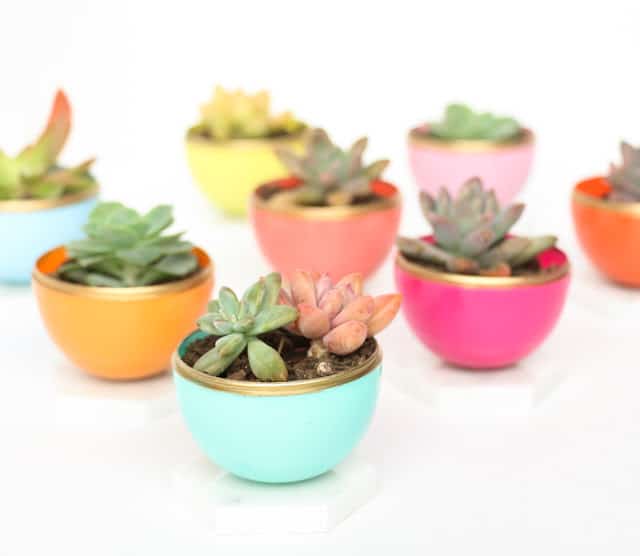 eggsucculentplanters