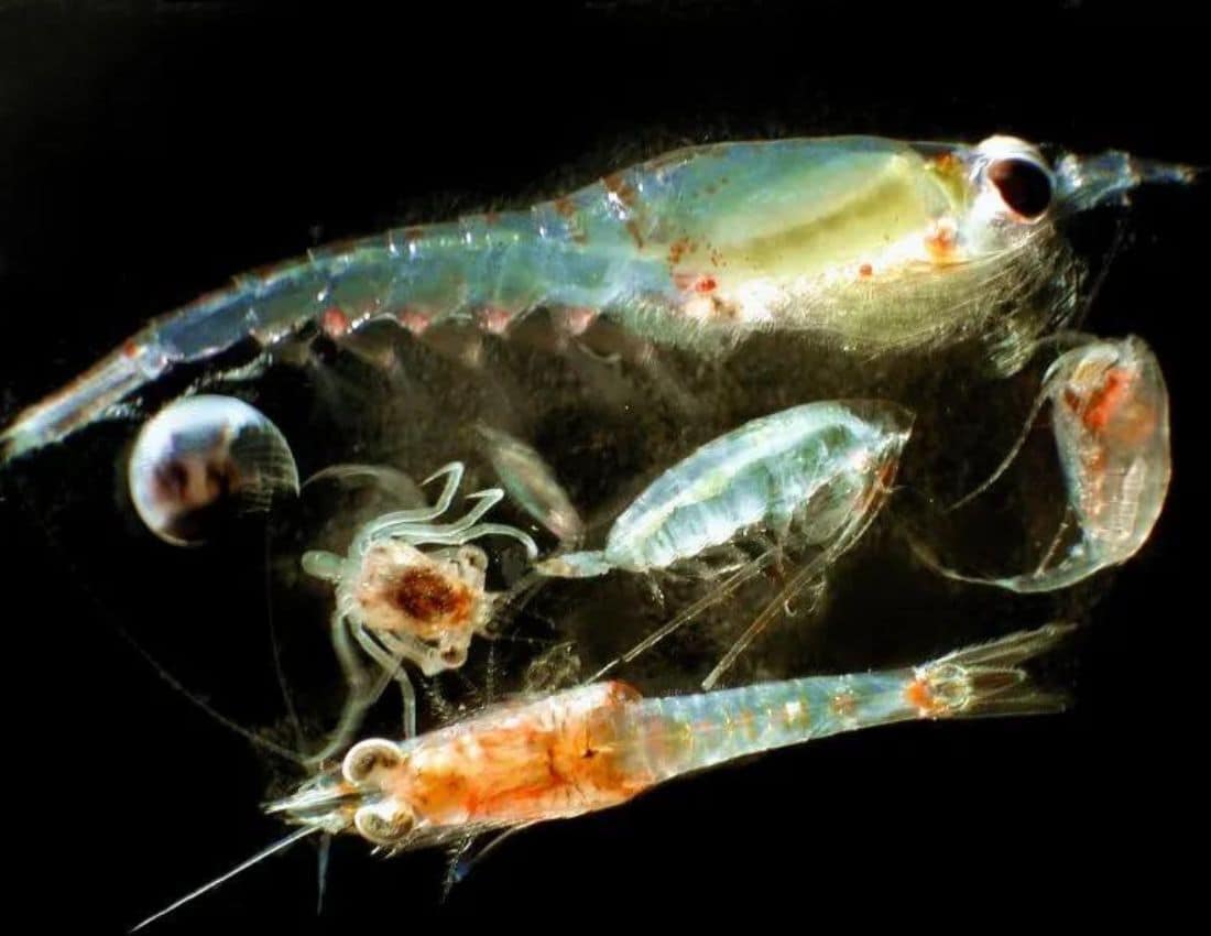 A variety of zooplanktons