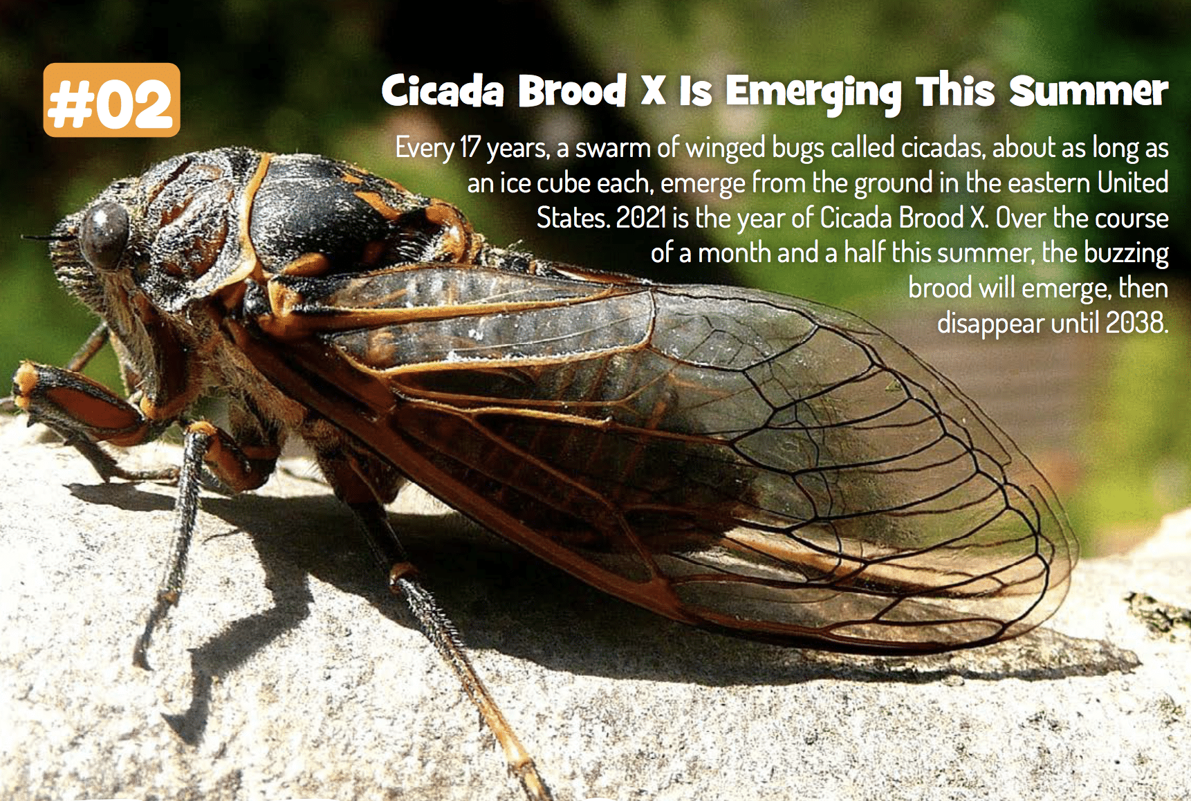 Cicada Brood X