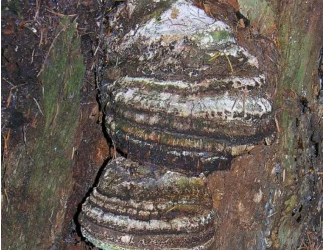 Fungus