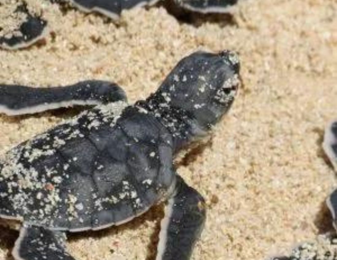 3D-Printed Turtle Eggs Could Help Catch Poachers