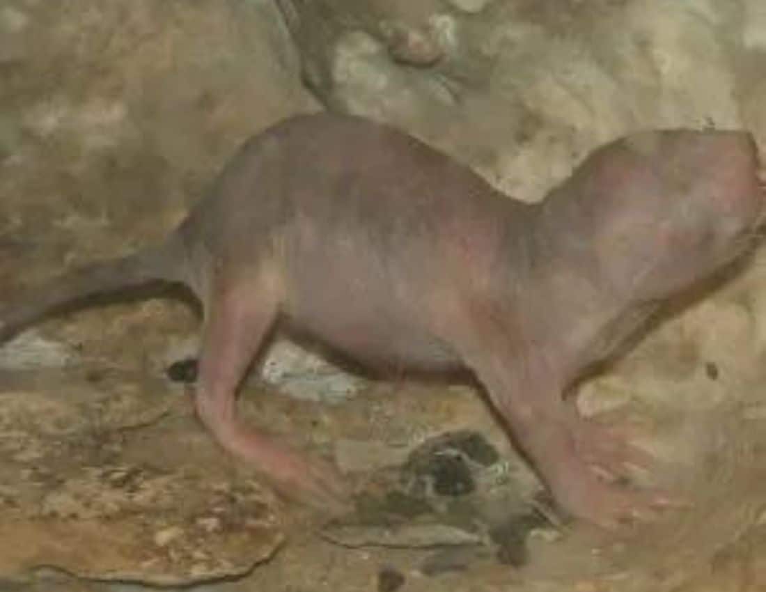 Naked Mole-Rats