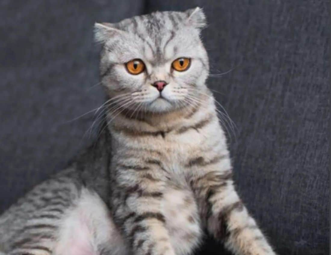 Cats