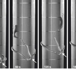 Credit-Savidge et al-Current Biology