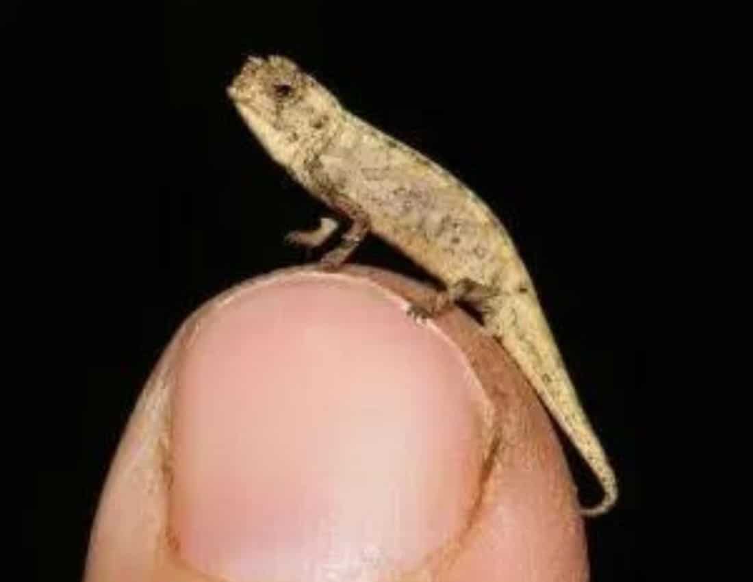 Reptilles