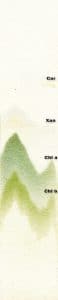 Plant pigments separated by paper chromatography