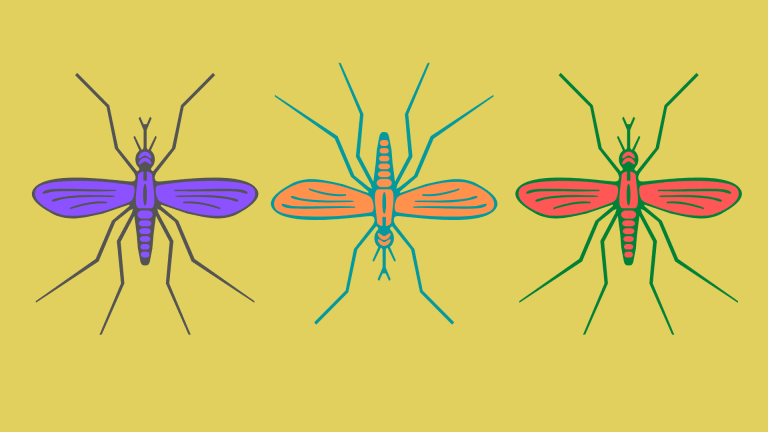 Mosquitoes