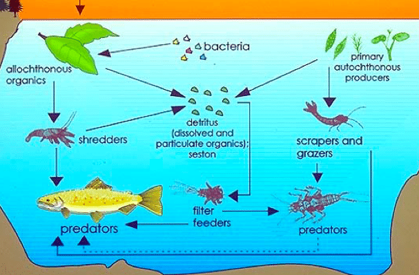food web