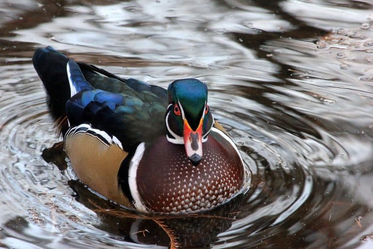 Gfp-colorful-duck