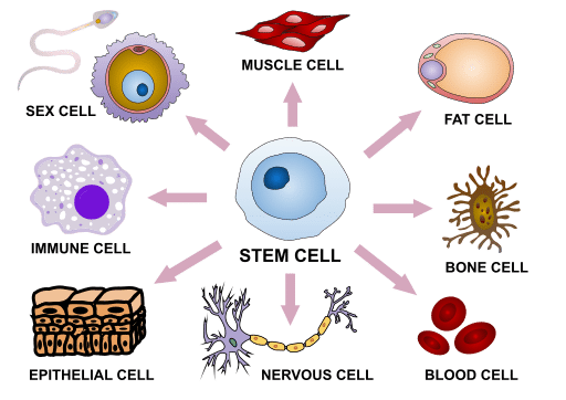 STEM Cell differentiation