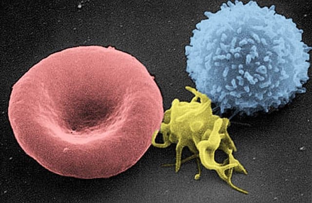 Red_White_Blood_cells