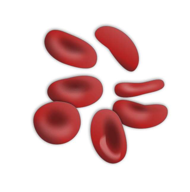 Red_blood_cells.
