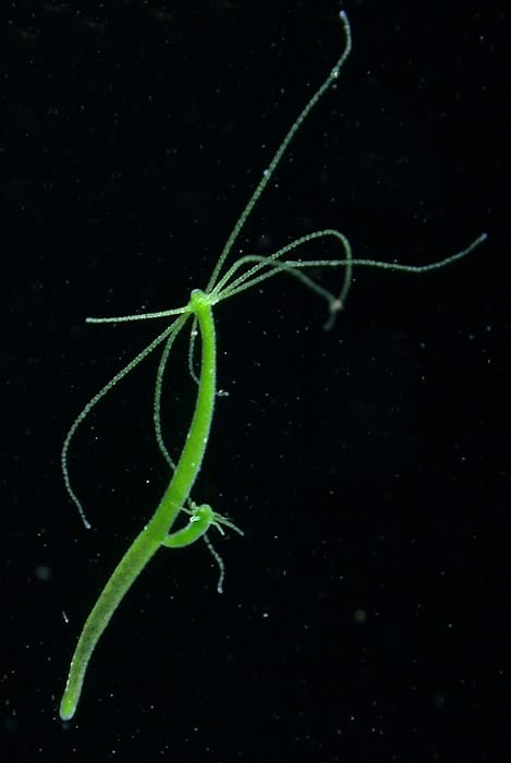 A freshwater hydra
