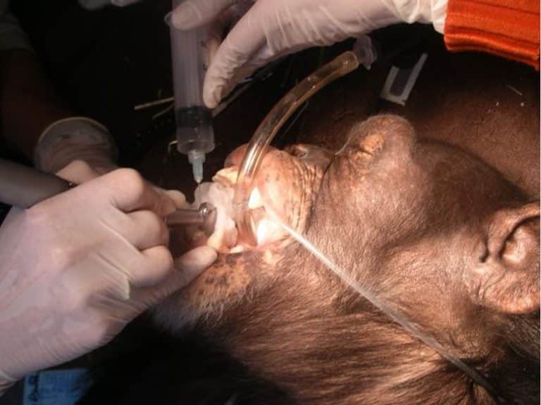 chimpanzee’s smile