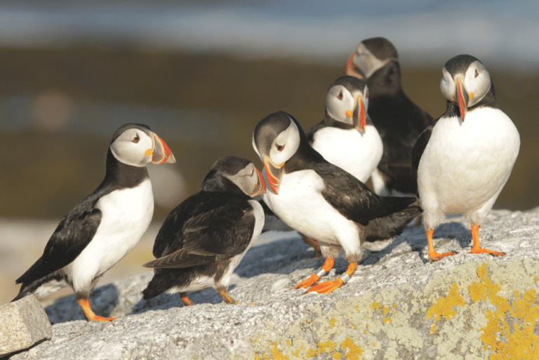 Seabird