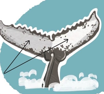 Humpback Whale:
