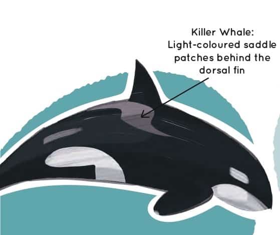 Killer Whale: