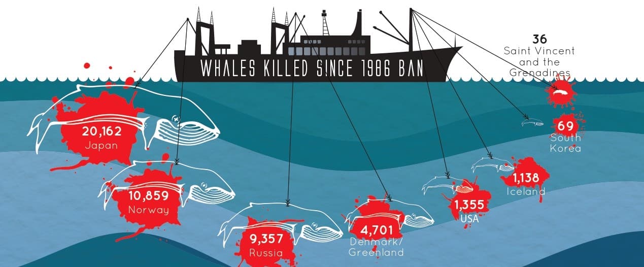 Save the whales