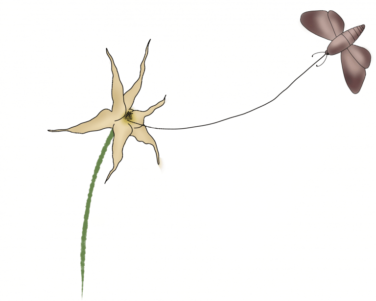 Orchid with long mouthpart could only reach nectar