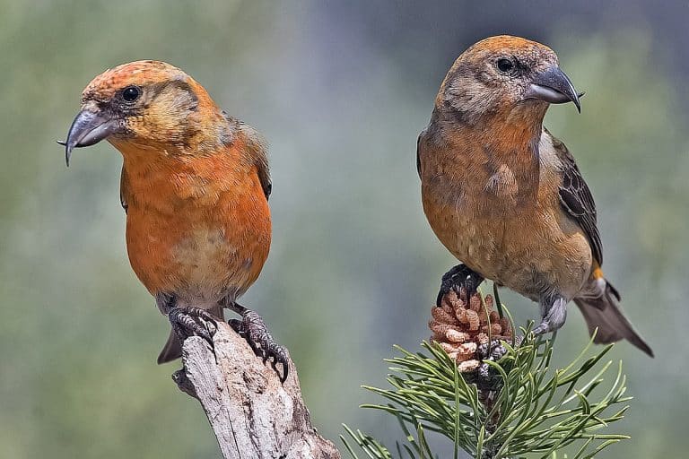 Red_Crossbills_(Male)