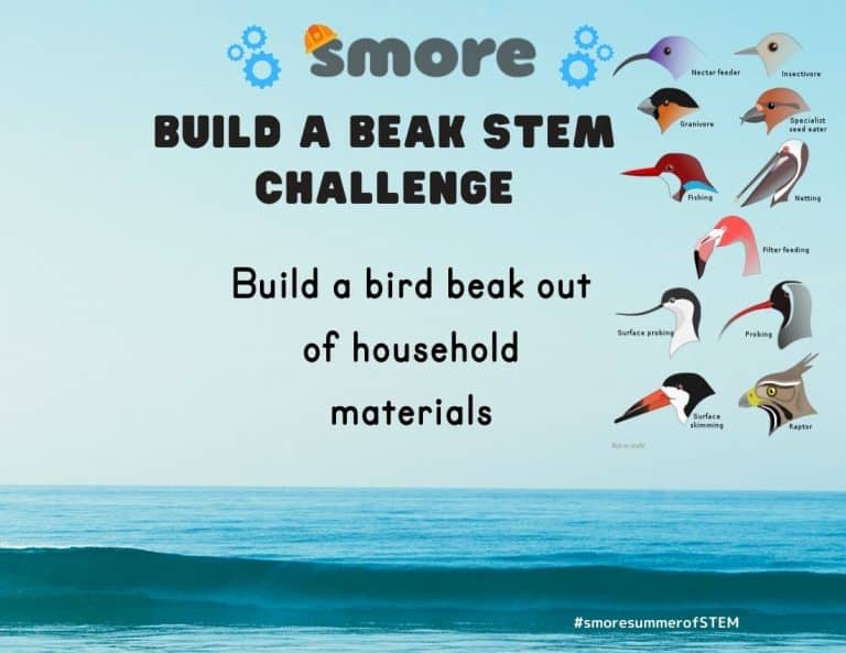 stem challenge bird beak