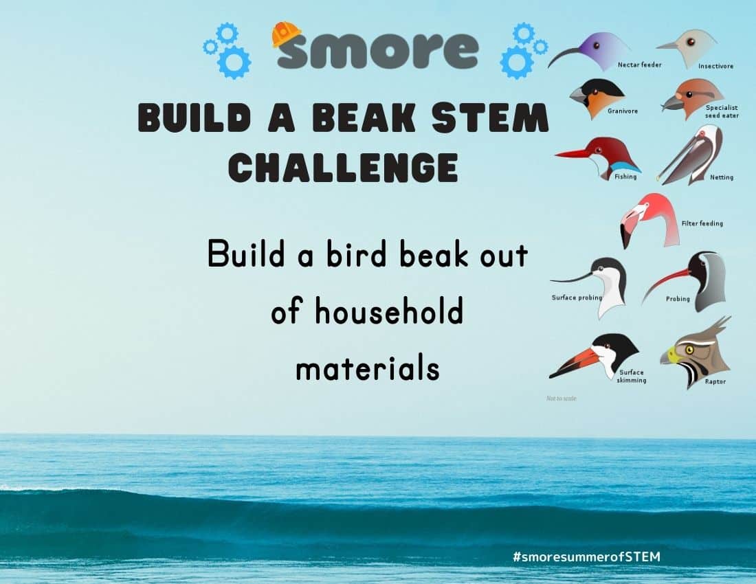 stem challenge bird beak