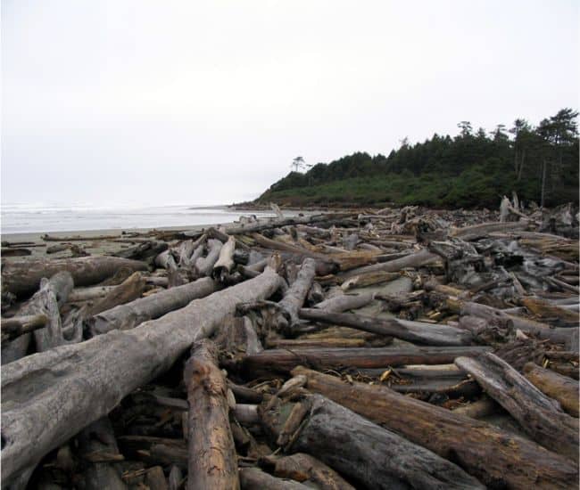 Driftwood