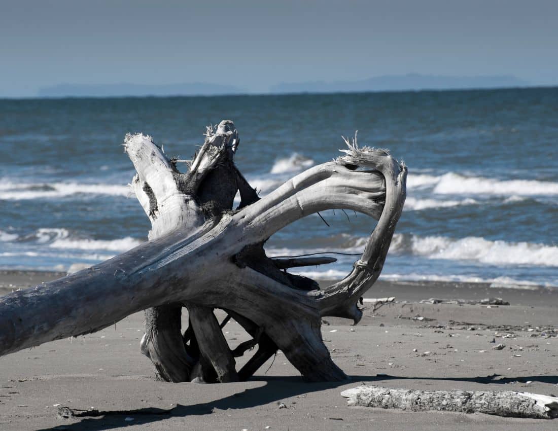 where does driftwood come from