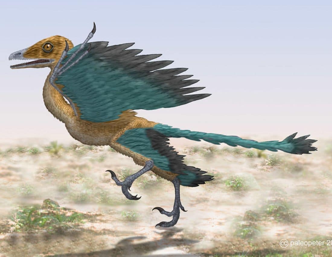 Archaeopteryx