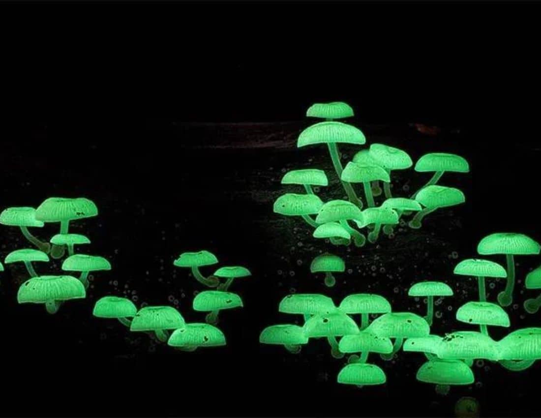Mushroom