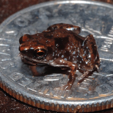 A miniature frog on top of a coin