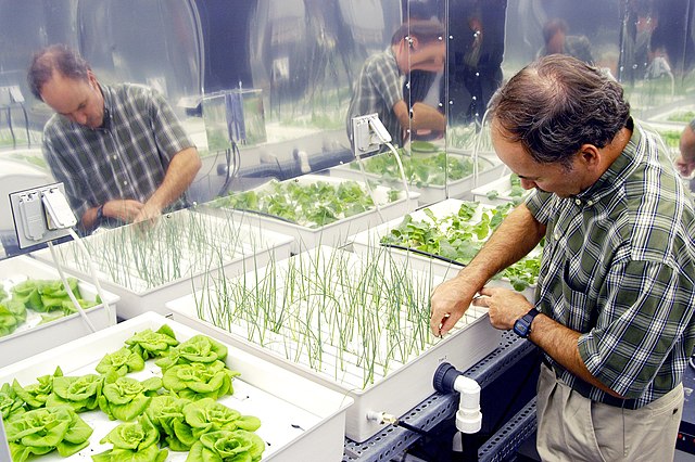Hydroponic_onions