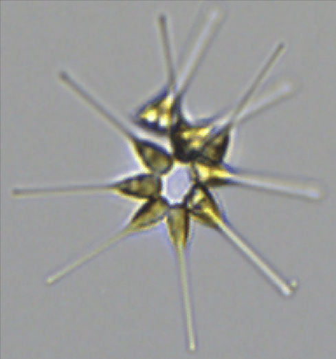 diatom.