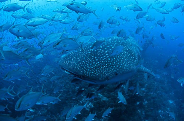 whale shark