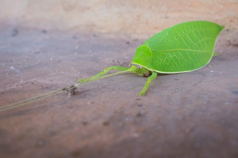 Katydid