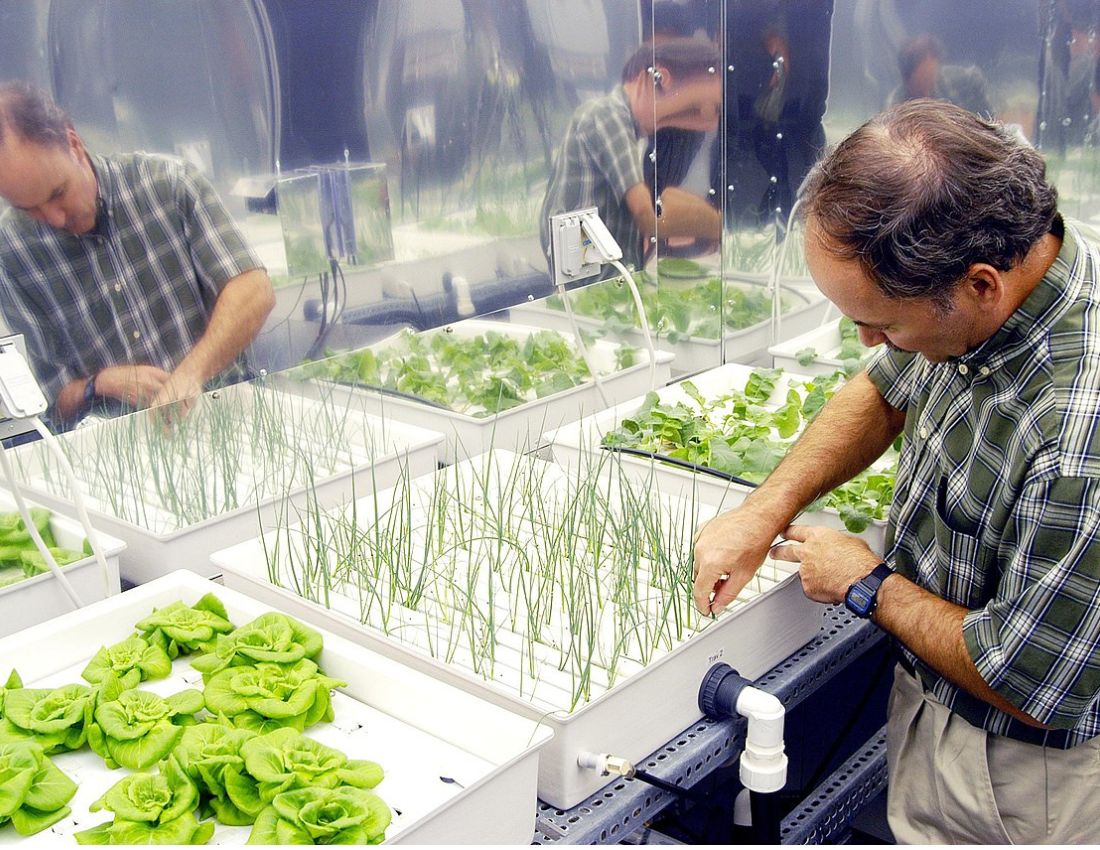 Hydroponic_onions