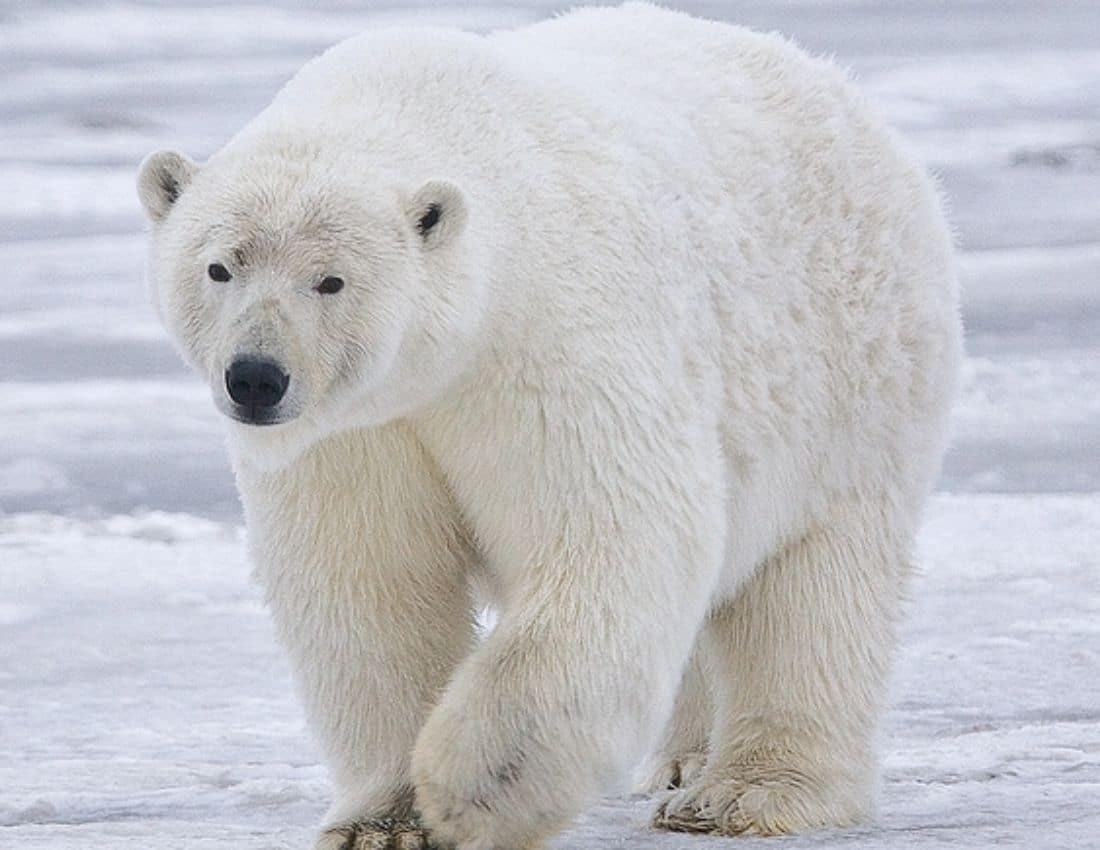 Polar_Bear_-_Alaska_(cropped)