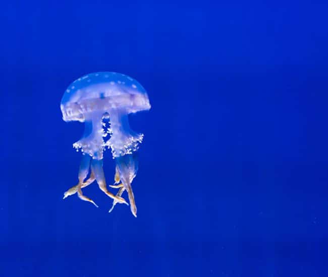 Jellyfish