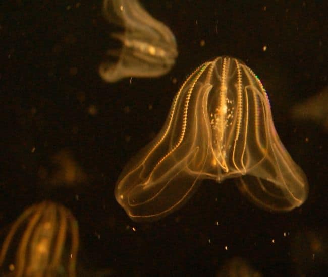 The warty comb jellyfish or sea walnut