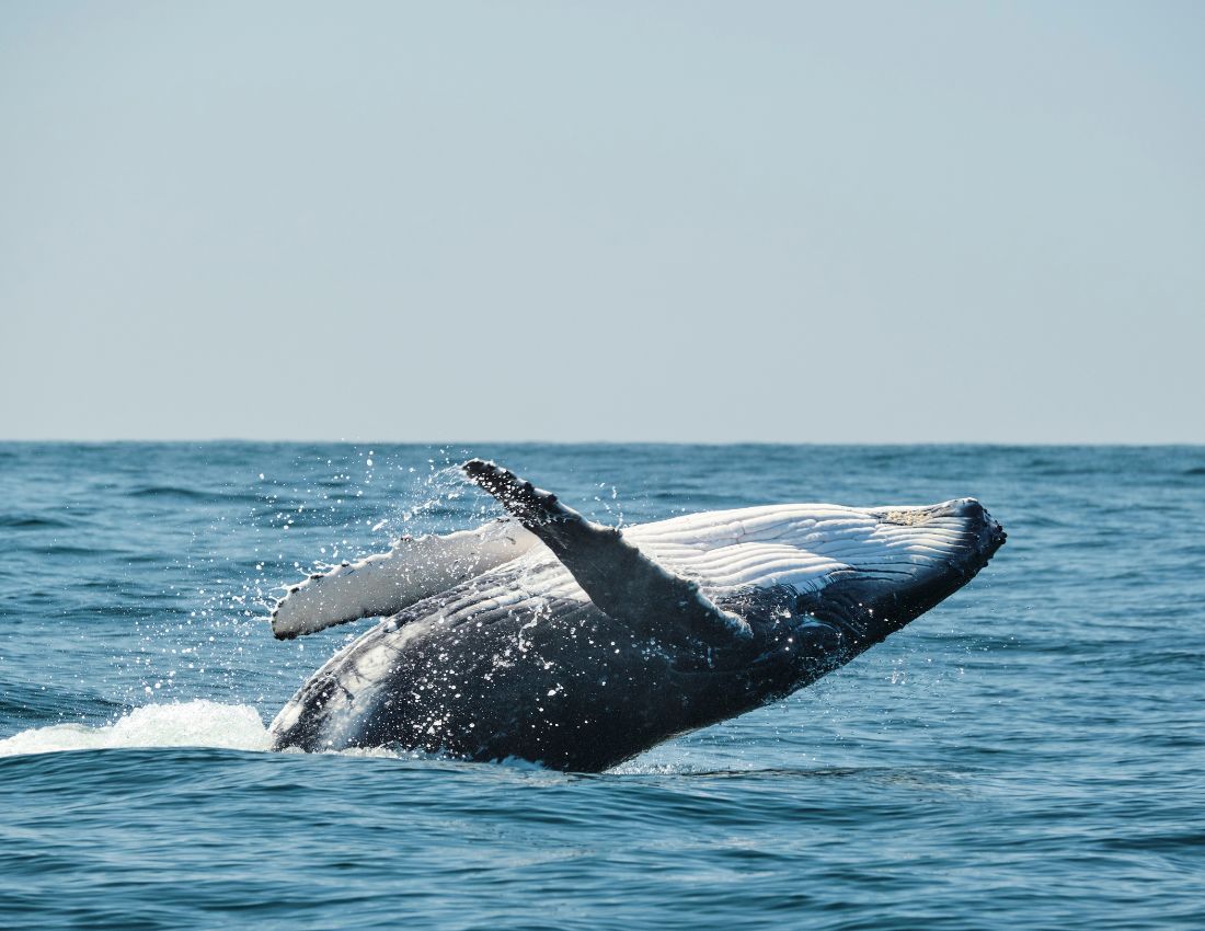 whales migration