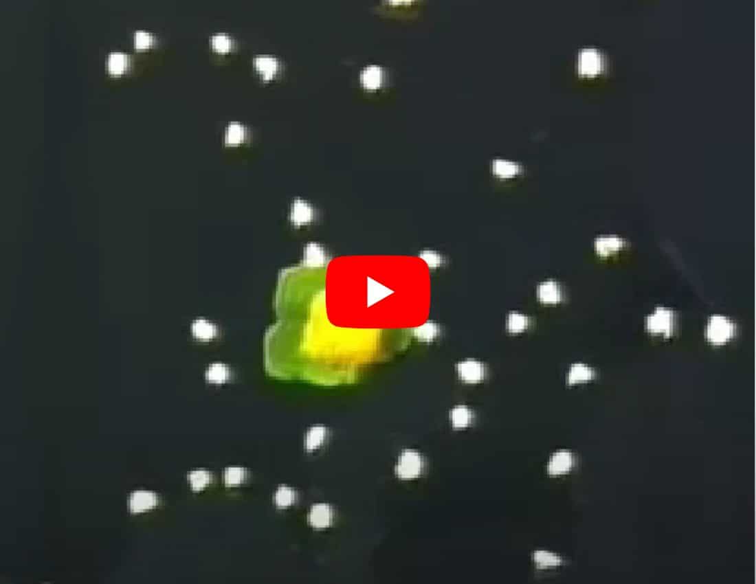 Slime mold form a map of the Tokyo-area railway system