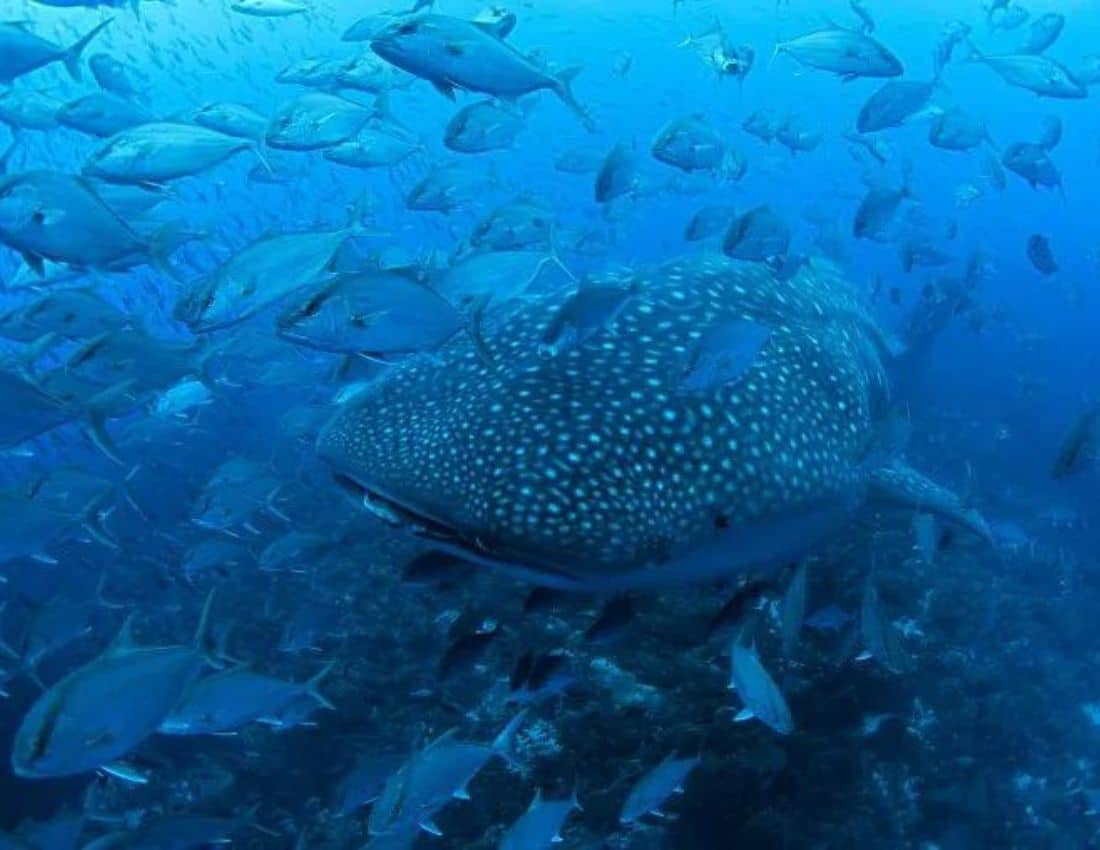 whale shark
