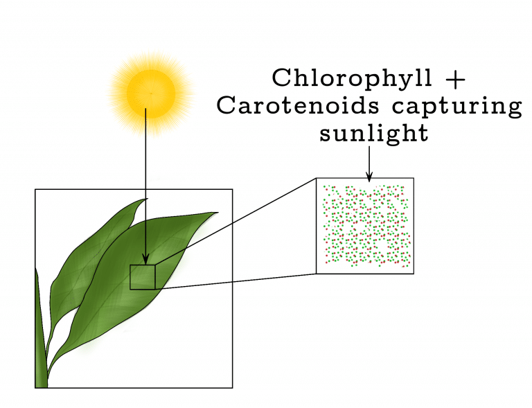 chlorophyll and carotenoids