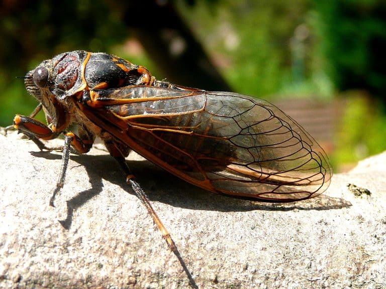 cicada