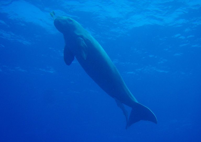 The Dugong – A Relative of The Manatee.