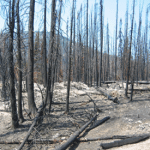 Fire aftermath in northern Washington state. No attribution required.