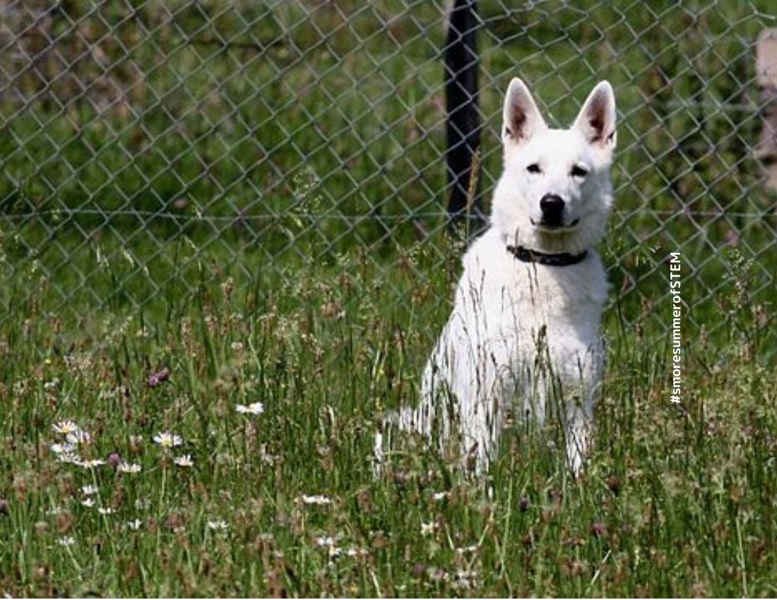 640px-Dog_(Canis_lupus_familiaris)_(4)