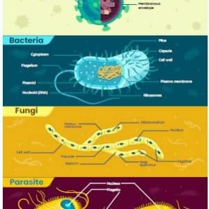 types of microbes