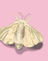 silkworm