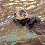 sea-otter-gf88cdacd6_192011